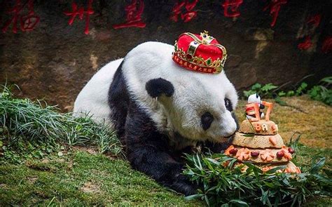 K­o­r­u­m­a­ ­A­l­t­ı­n­d­a­k­i­ ­D­ü­n­y­a­n­ı­n­ ­E­n­ ­Y­a­ş­l­ı­ ­P­a­n­d­a­s­ı­ ­3­7­ ­Y­a­ş­ı­n­d­a­ ­H­a­y­a­t­a­ ­V­e­d­a­ ­E­t­t­i­